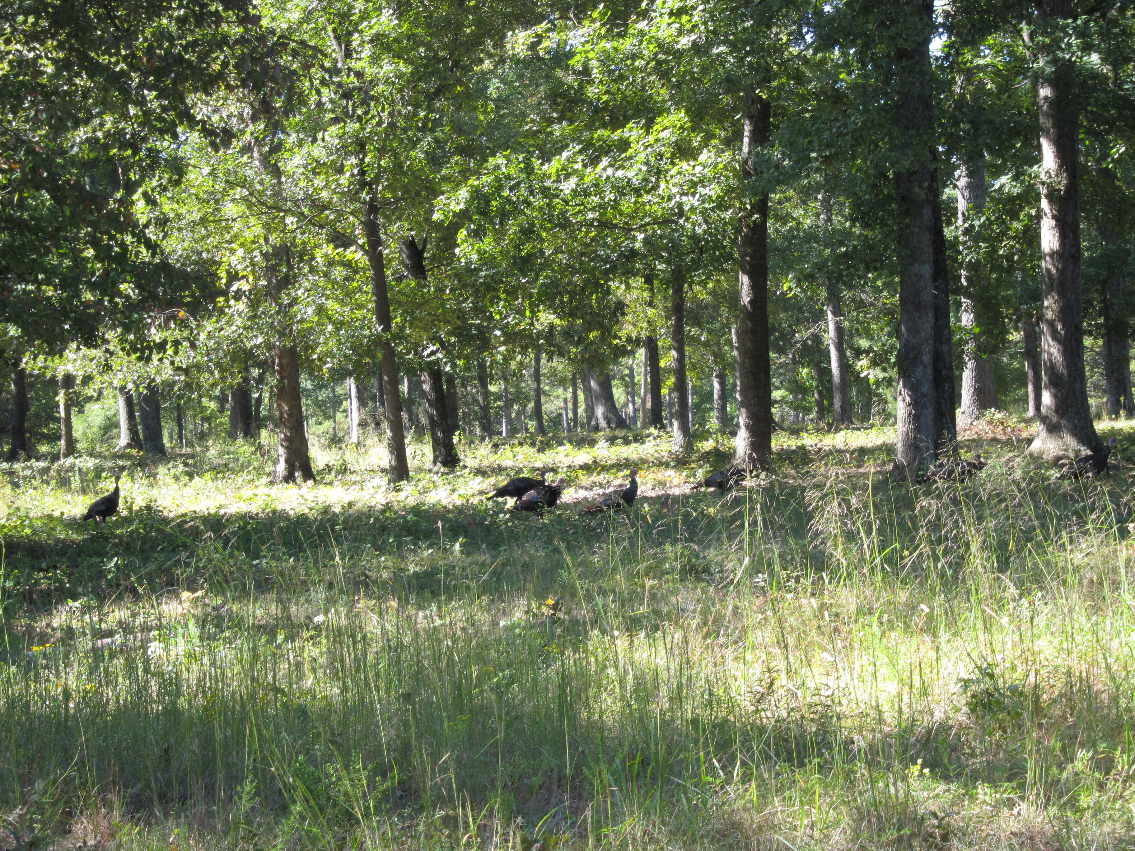 Wild Turkeys at Cowpens Battlefield